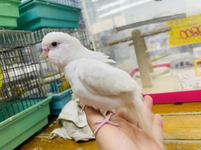 セキセイインコ