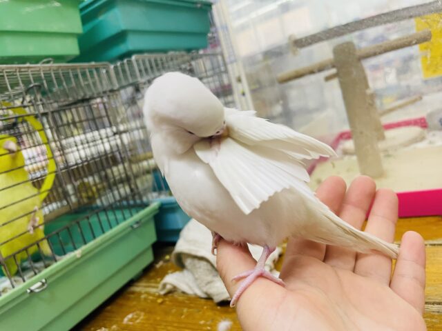 セキセイインコ