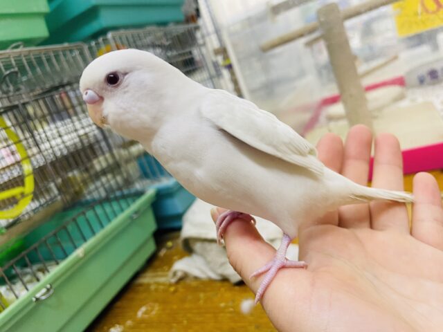 セキセイインコ