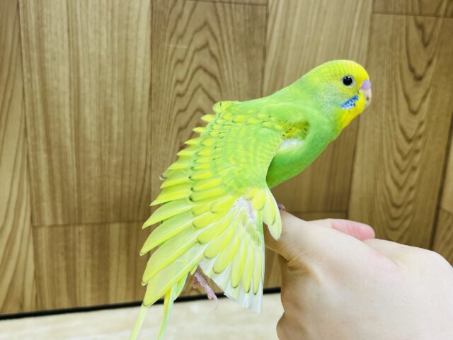 セキセイインコ
