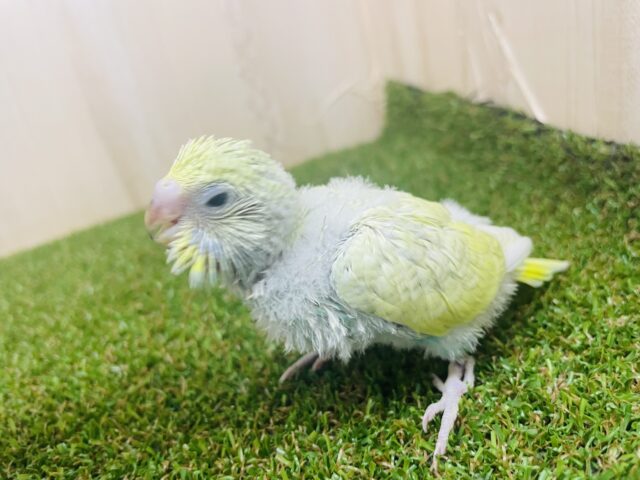 セキセイインコ