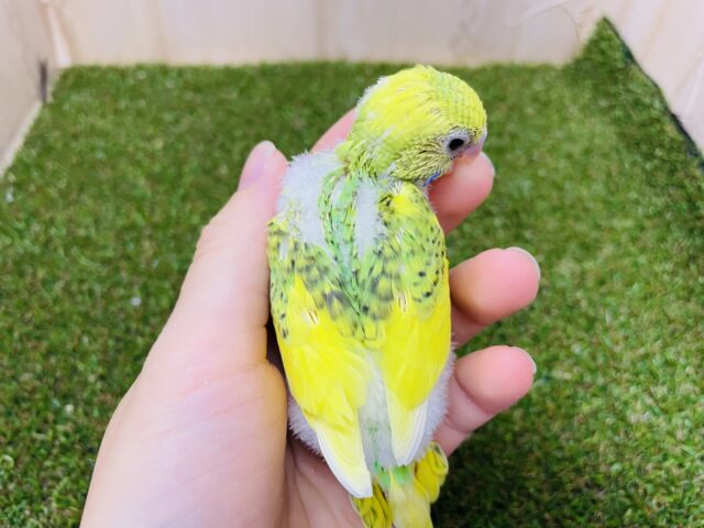 セキセイインコ