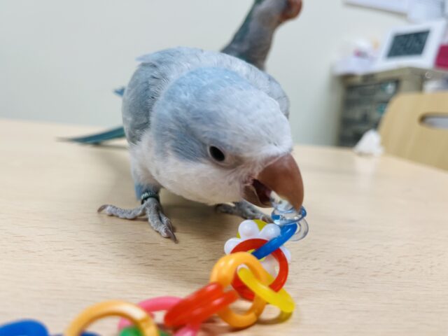 オキナインコ