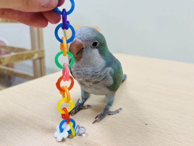 オキナインコ