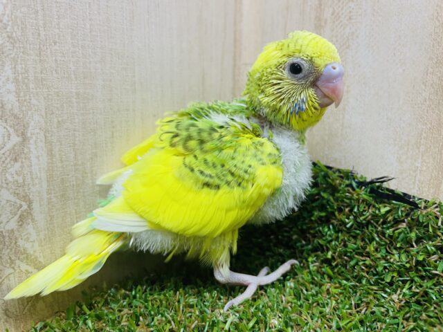 セキセイインコ