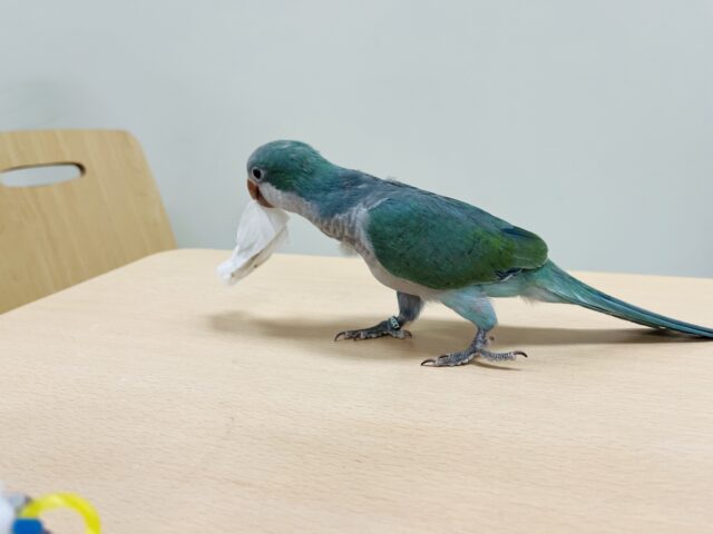 オキナインコ