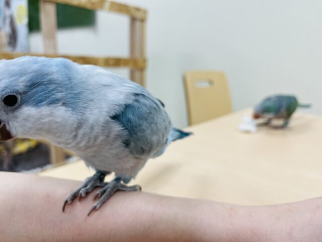 オキナインコ
