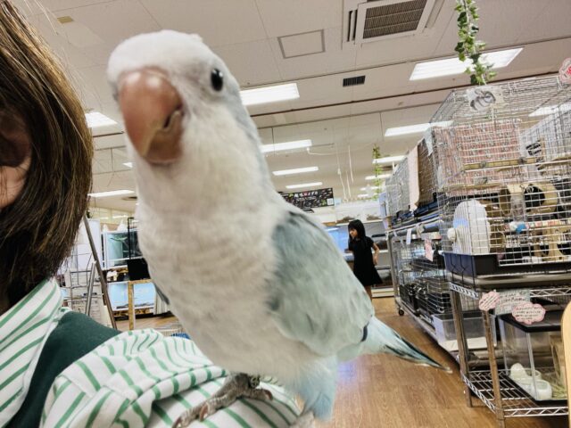 オキナインコ