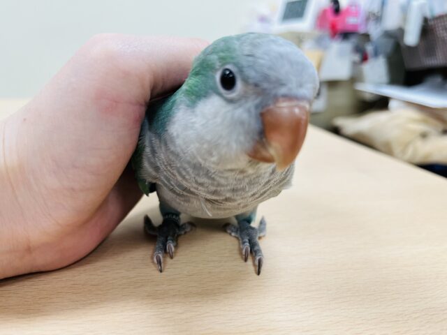 オキナインコ