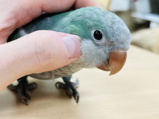オキナインコ