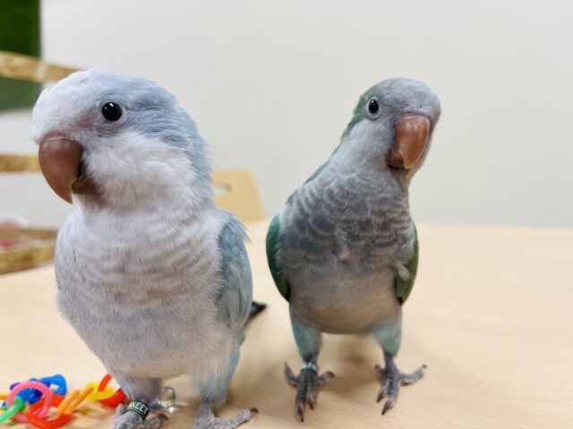 オキナインコ