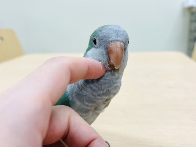 オキナインコ