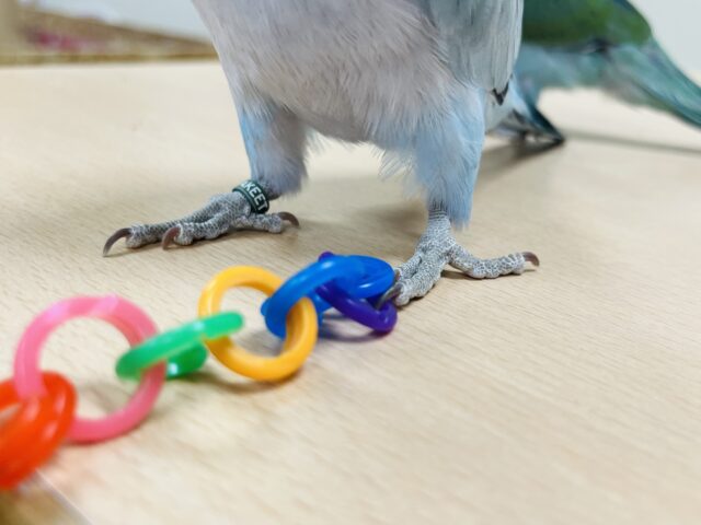 オキナインコ