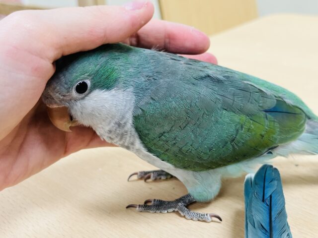オキナインコ