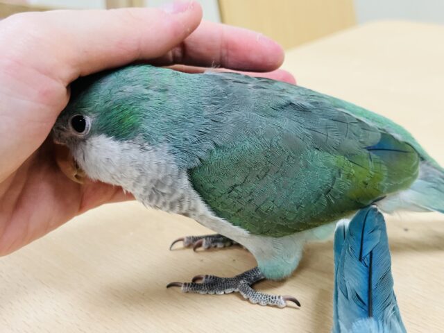 オキナインコ
