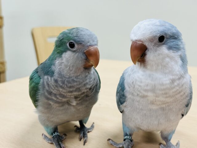 オキナインコ