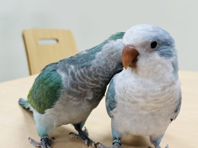 オキナインコ