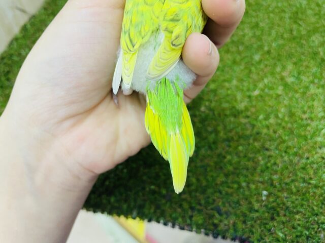 セキセイインコ