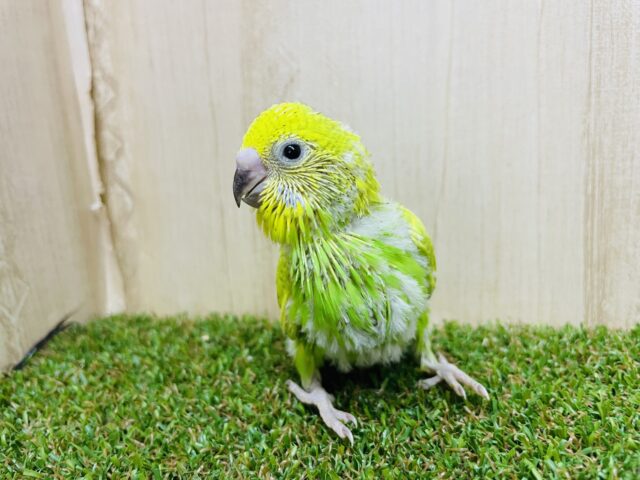 セキセイインコ