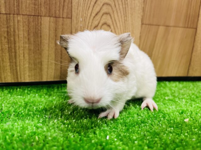 クレステッドモルモット