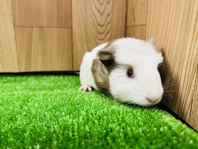 クレステッドモルモット