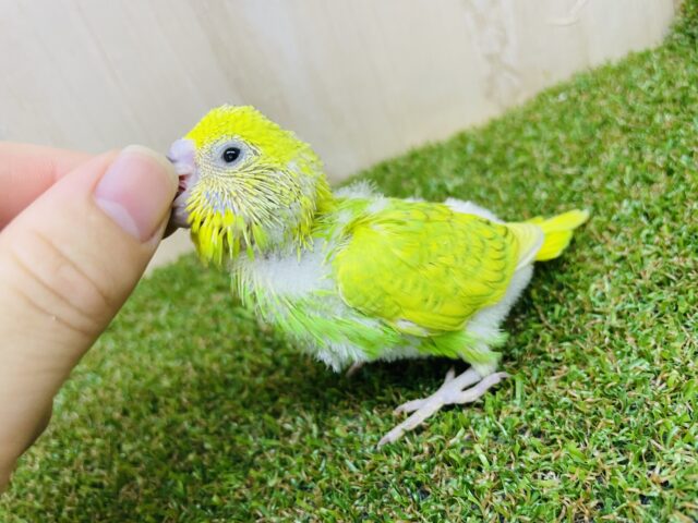 セキセイインコ