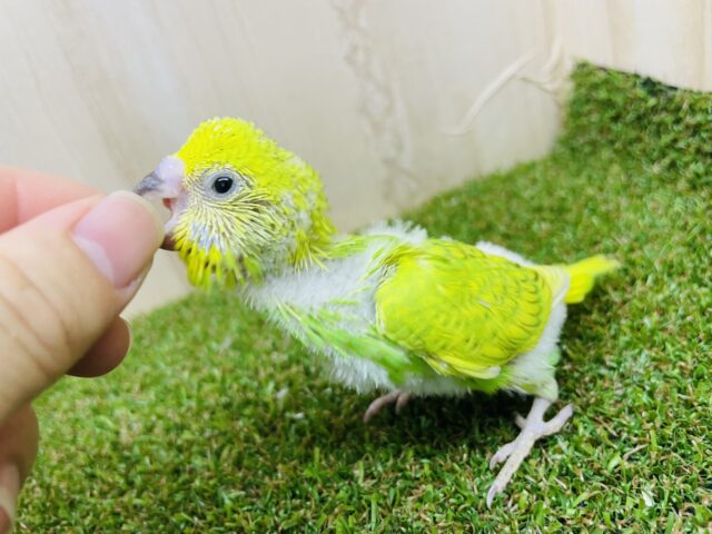 セキセイインコ