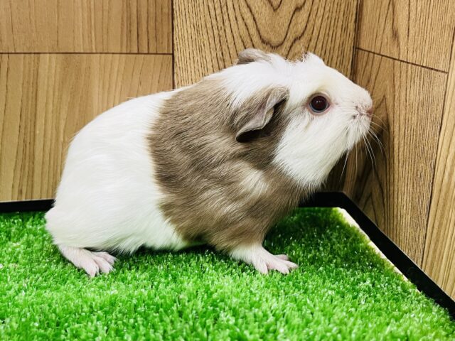 クレステッドモルモット