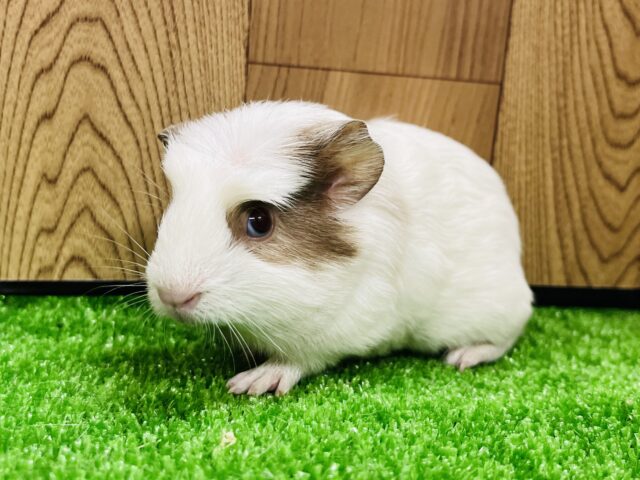 クレステッドモルモット