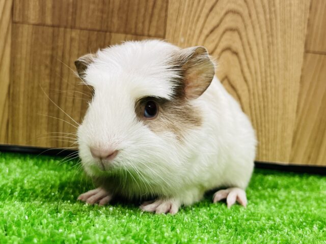 クレステッドモルモット