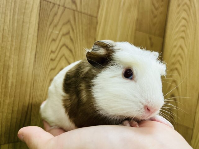 クレステッドモルモット