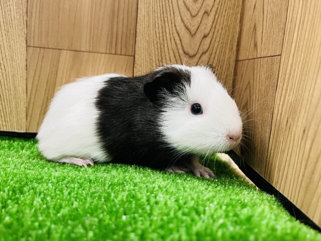 イングリッシュモルモット