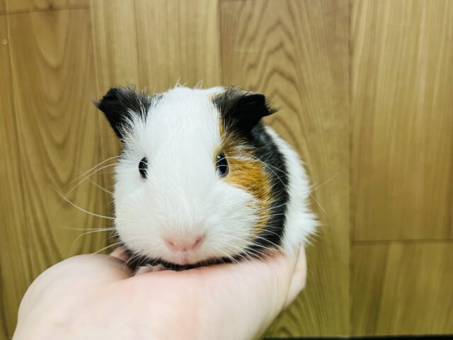 イングリッシュモルモット