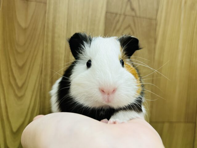 イングリッシュモルモット