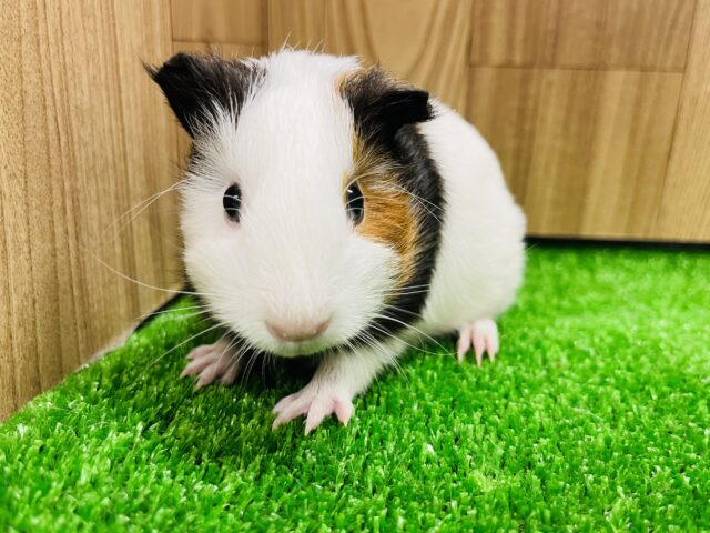 イングリッシュモルモット