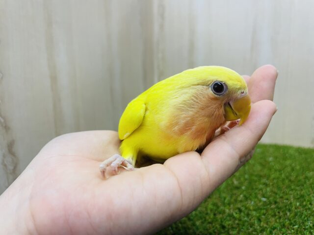 コザクラインコ（小桜インコ）