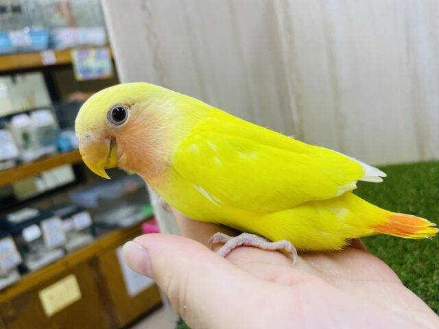 コザクラインコ（小桜インコ）