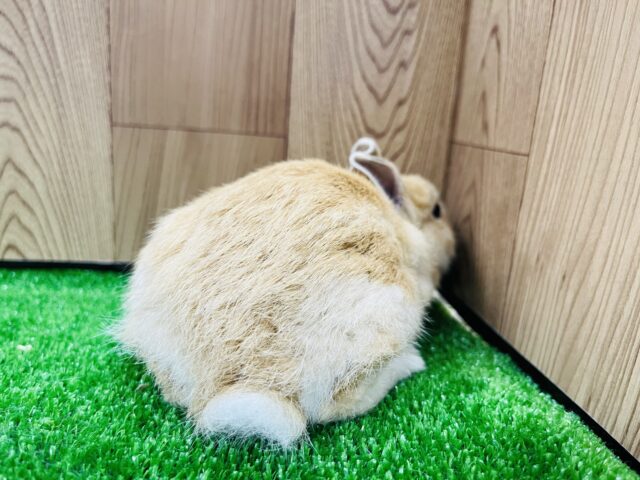 ネザーランドドワーフ