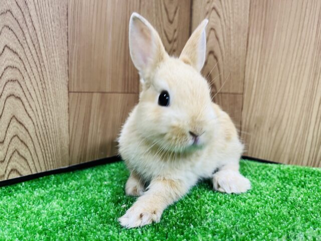 ネザーランドドワーフ