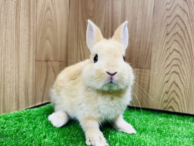 ネザーランドドワーフ