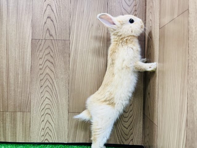 ネザーランドドワーフ