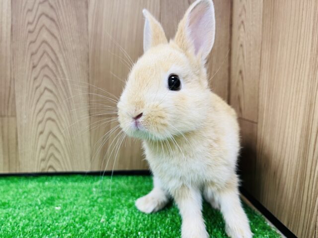 ネザーランドドワーフ