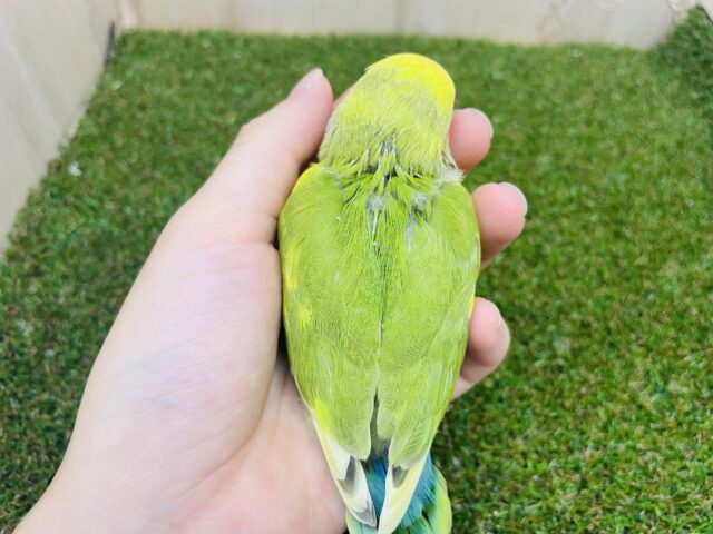 コザクラインコ（小桜インコ）