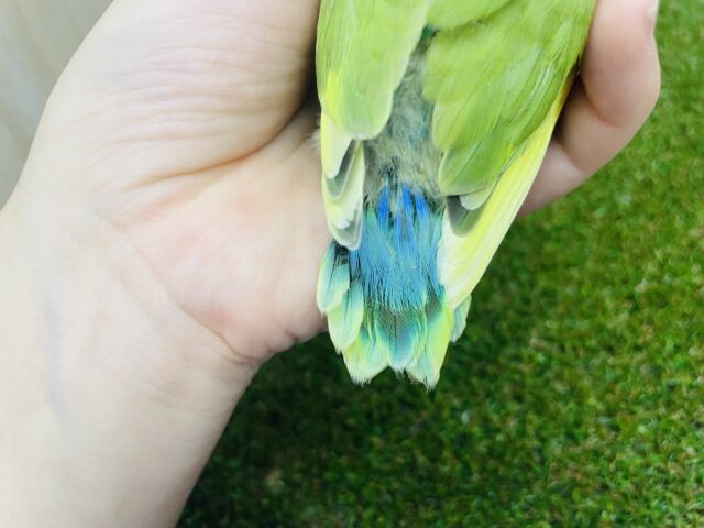 コザクラインコ（小桜インコ）