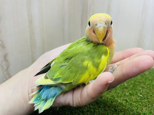 コザクラインコ（小桜インコ）