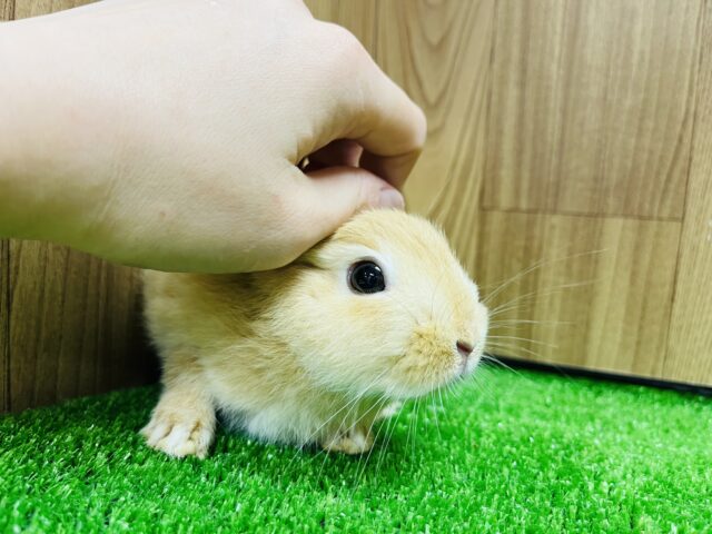 ネザーランドドワーフ