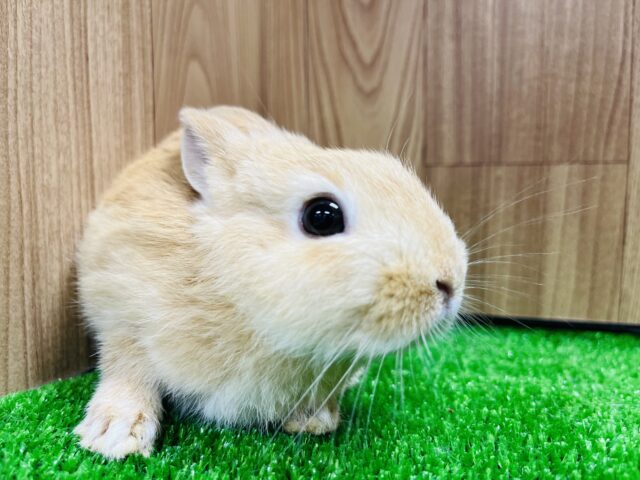 ネザーランドドワーフ