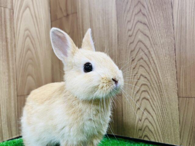 ネザーランドドワーフ