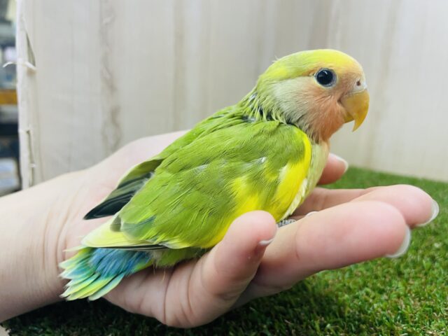 コザクラインコ（小桜インコ）