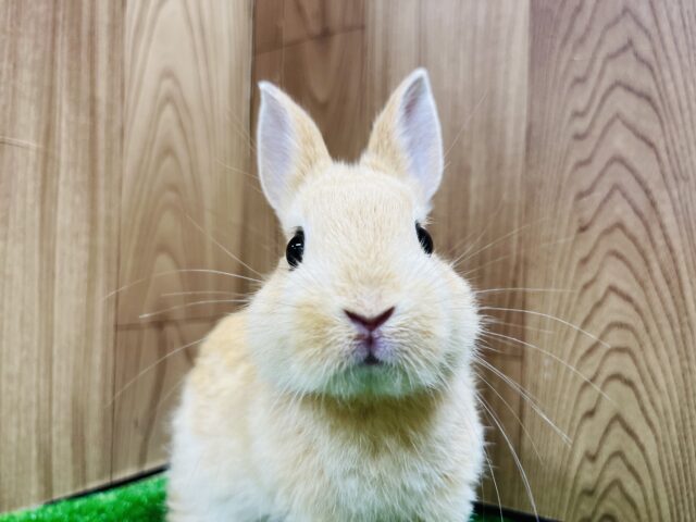 ネザーランドドワーフ